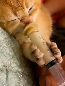 Dot Bayi Kucing Silikon Suntikan Kucing 5ml 10ml Dot Anak Anjing Baru Lahir