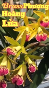 Hoa lan brass vàng lưỡi đỏ thơm CHẬU TRƯỞNG THÀNH