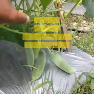 Benih Timun Mentimun BANDANA F1 Isi 175 Butir Cap Panah Merah