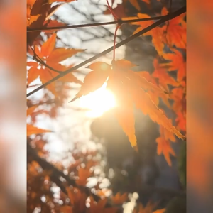 Skin Care Intensive Face Moisturizer Cream Face Lotion for Dry to Very Dry Sensitive Skin For Women and Men Anti-Aging Fragrance-Free Anti-Wrinkle