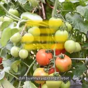 Benih Tomat GUSTAVI F1 Isi 150 Butir Cap Panah Merah