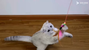 ไม้ตกแมว ของเล่นแมว สายยาว ไม้ล่อแมว รุ่นปอมปอม มีกระดิ่ง/ ไม้แมว ขอเล่นแมว ไม้แมว ยาวสุด ไม้ตกแมวขนนก