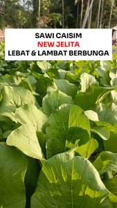 Benih Unggul Sawi Caisim NEW JELITA 200 Biji Asli Cap Benih Inti Lebat & Lambat Berbunga