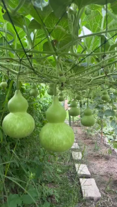 Hạt giống bầu hồ lô leo dàn(gói 5 hạt)