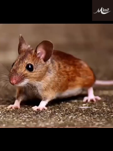 The ceiling rats are running away MNY Rat repellent Anti tikus Penghalau tikus paling berkesan Mouse repellent Remove mice from car engines vehicles & homes 12Pcs