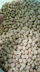 500 gram hạt đậu ván trắng