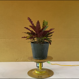 Cây Đuôi Phụng - Cây Cảnh Để Bàn