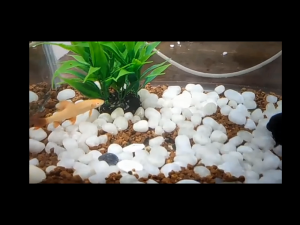 BATU PUTIH ITALI 500 GR DEKORASI AQUARIUM
