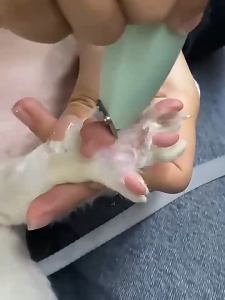 hooh pet🌈ปัตตาเลี่ยนตัดขนเท้า ซอกเท้า สำหรับสัตว์เลี้ยง แมว/สุนัข หัวตัดขนาดเล็ก ตัดขน เครื่องโกนขน