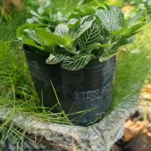 CHẬU NHỰA CÂY CẨM NHUNG FITTONIA XR (cao 3cm) Ẻ lọc không khí Cây Tươi Nguyên