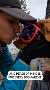 Rex Specs V2 Goggle dog goggle doggle dog specs