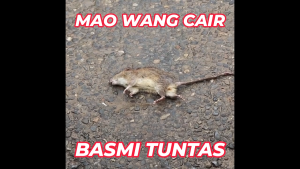 Racun Tikus Mao Wang CAIR MERAH: Cara Penggunaan & Manfaat