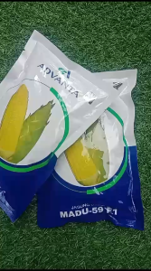 Benih Jagung Manis Advanta Madu-59 F1 250gram