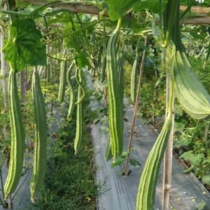 Benih Oyong Gambas Hilda F1 Isi 10 Gram Cap Tiga Daun