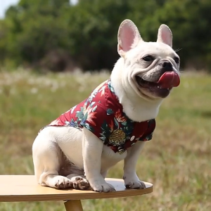 Áo cho Chó Mèo thời trang Hawai (mẫu mới) - Love Pets Shop