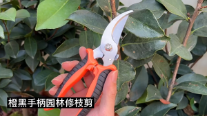 【Danko】COD SK5 กรรไกรแต่งกิ่ง กรรไกรสแตนเลส กรรไกรสำหรับตัดแต่งกิ่งไม้ ดอกไม้ เครื่องมือจัดทำสวน