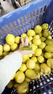 Jeruk Lemon California 500 gr: Manfaat & Cara Menggunakannya