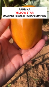 Benih Paprika F1 Hybrid Sweet Pepper YELLOW STAR 1500 100 seed Known You Seed Daging Tebal & Tahan Simpan