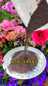 Biji Bernih Bunga English Lavender (50 seeds) /薰衣草种子 / Lavender Seeds