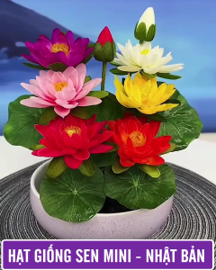 Hạt giống sen mini nhật mix màu - ( 1 gói 5 hạt )