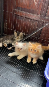 ELOPE bundling bebas jamur bulu berkilau puco VCO virgin coconut oil SOS salmon oil spirulina vitamin anti bulu rontok jamur scabies kucing anjing hamster kelinci