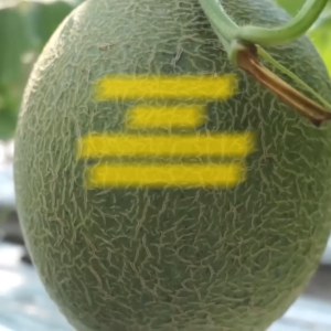 Benih Melon GRACIA F1 Isi 40 Butir Cap Panah Merah