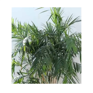 [HCM] Chặn Cửa Cao Su Hình Chiếc Lá Thông Minh - Silicon Chống Va Đập Cửa Kẹp Tay Bé Gió Lùa Sập Cửa-Joyee810