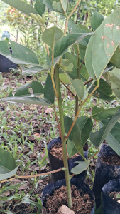 ต้นทองหลางชนิดทานใบ ต้นแข็งแรง ขนาดต้น 40-70ซม.เลี้ยงคู่กับต้นทุเรียน ต้นละ 89บาท ถุงดำ ปลูกง่าย ผักพื้นบ้านสมุนไพร ทานกับเมี่ยงคำ