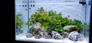 PASIR SILIKA PUTIH SILICA HALUS AQUASCAPE DAN AQUARIUM PROMO 10 KG PASIR SILICA HALUS DEKORASI AKUARIUM DAN AQUASCAPE