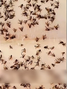 🔥ฆ่าแมลงวันใน1วินาที🔥กาวดักแมลงวัน แผ่นกาวดักแมลงวัน แผ่นติดแมลงวัน ความเหนียวติด100เท่า ใช้งานง่าย กาวแน่น กาวเต็มแผ่น มีสารล่อแมลง  กับดักแมลงวัน กาวติดแมลงวัน ที่ดักแมลงวัน กระดาษแผ่นกาวดักแมลง กาวดักแมลงวันทอง แผ่นดักแมลงวัน Sticky Fly Paper