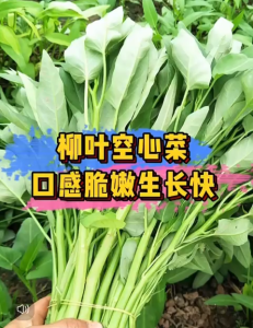 Benih Kangkung (30 seeds)/空心菜种子/Water Spanich Seeds/Kangkong Seeds