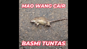 Paket 25 Biji Racun Tikus Mao Wang Cair MERAH: Obat Tikus Maowang