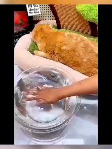 3In 1 Cat Steam Brush Electric Spray Cat Hair BrushesFor Massage Pet Grooming Comb Dog Brush HairRem