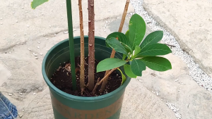 20pcs Klip Pengikat Batang Tanaman / Klip Penjepit Batang Tanaman