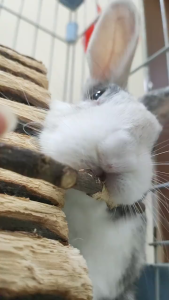 ของเล่นลับฟันสัตว์ฟันแทะ  ของเล่นกระต่าย ของเล่นแฮมสเตอร์ ไม้แอปเปิ้ล ลูกบอลเชือกฟาง ไผ่หวาน ลูกบอลหญ้าทิมโมธี กระต่าย แฮมสเตอร์ ชินชิลล่า แกสบี้