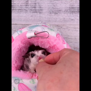 Sugar glider freeze-dried raw bone meat 蜜袋鼯冻干生骨肉