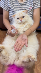 Parfum Kucing Wangi Tahan Lama Anti Kutu & Jamur Pewangi Kucing Aman Terjilat 60ml