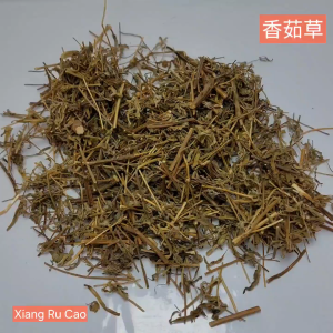 600 Gram Xiang Ru Cao 香茹草 Chinese Mosla Herb