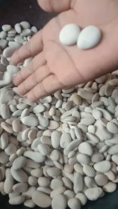 Batu putih kupang 1 KG dekorasi taman dan akuarium