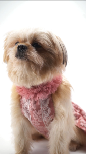 Pet Clothing Accessories: Dressing Pets in Versatile & Comfortable Attire