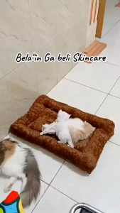 Tenda Rumah Kucing Anjing Tempat Tidur Portable Bisa Dilipat dan Dicuci Bonus Bantal Kalung dan Mainan Bola Bunyi Kucing Aerizoo