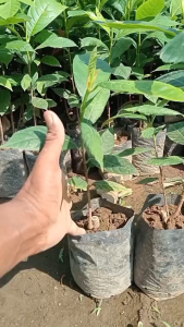 Bibit Buah Sukun Manis Cepat Berbuah