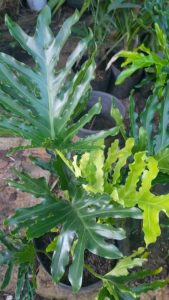 Cây Trầu bà Thanh Xuân trang trí văn phòng nhà cửa