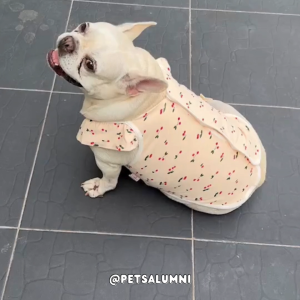 เสื้อหมาอ้วน สไตล์เกาหลี เสื้อหมาอวบ CUTIE FLY ผ้าคอตตอนพรีเมี่ยม