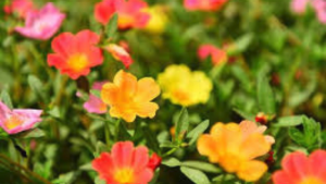 12 PCS PORTULACA FLOWERS CUTTINGS FOR PLANTING