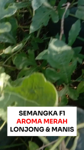 Benih Semangka AROMA MERAH 6 biji Known You Seed