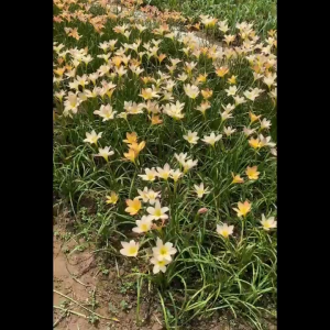 Củ hoa huệ mưa màu cam đào-5 củ -củ tóc tiên củ ngãi nàng mơn