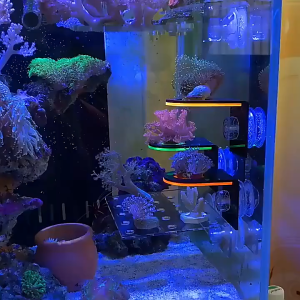 Giá Chuyên Dụng Đỡ Cây San Hô Trong Bể Cá Cảnh Có Giác Hút Chắc Chắn Tiện Lợi Kệ Đỡ Cây Thủy Cảnh Trong Bể Thủy Sinh