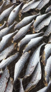 KHÔ CÁ THU BỎ ĐẦU KHÔNG MẶM - VỊ VỪA ĂN - VỰA KHÔ HÀ VY