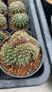 ยิมโนคริสตาต้า gymno calicium cristata ไม้เมล็ด Cactus แคคตัส กระบองเพชร ไม้อวบน้ำ ไม้หายาก ในกระถาง 2-3 นิ้ว ขนาดไม้ 4-8 CM ส่งทั้งกระถาง